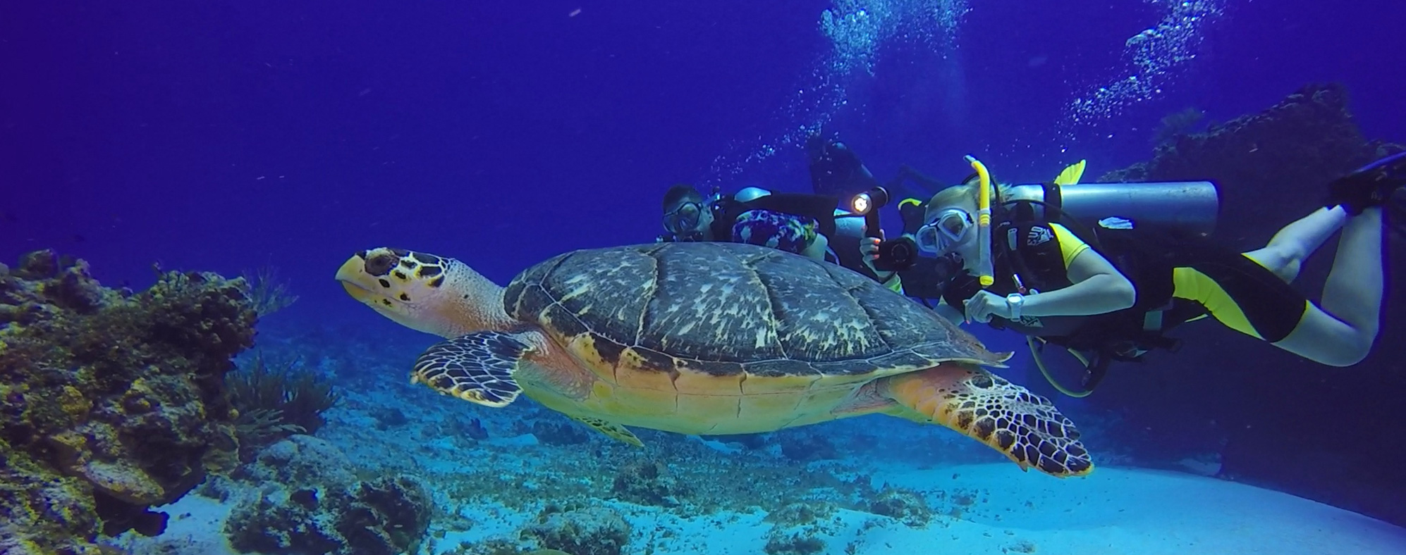 swim with turtle