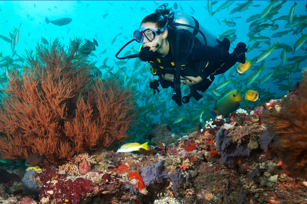 Florida Volunteers Rebuild Reefs