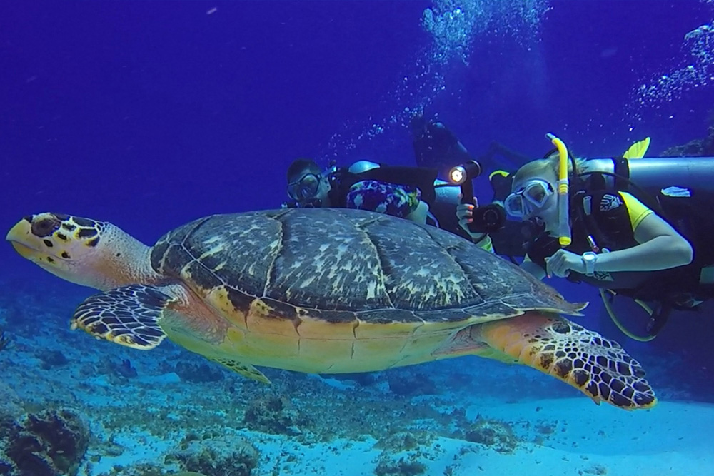 Florida Keys Scuba Diving