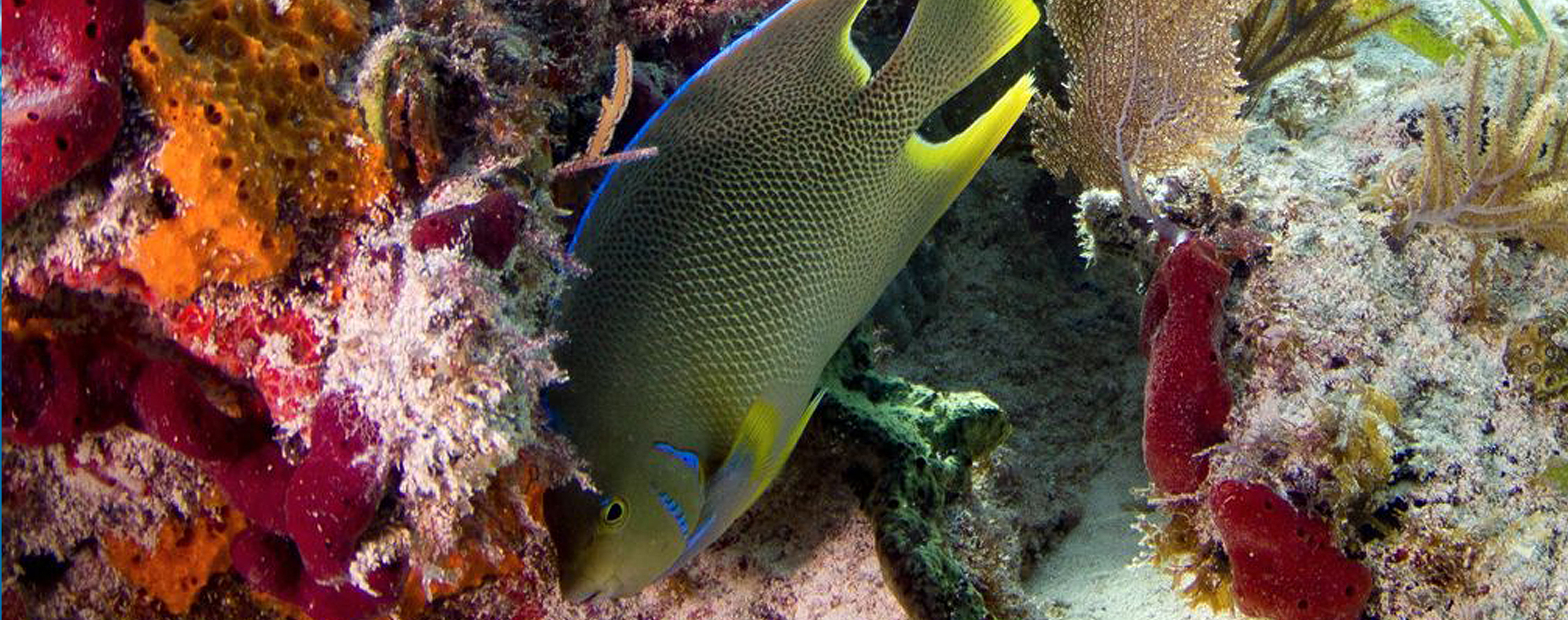 image_15_2 anglefish